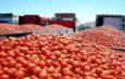 Estados Unidos impone arancel de 20.91% al jitomate mexicano; México analiza posibles represalias