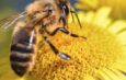 Las abejas en peligro y las cinco claves para salvarlas